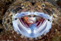   Crocodilefish swallowing scorpionfish  